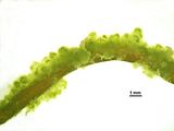 Corynophlaea flaccida2